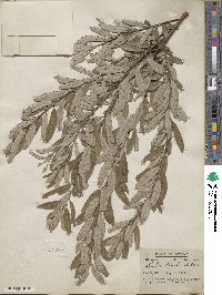 Salix tristis image