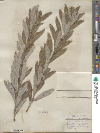 Salix tristis image