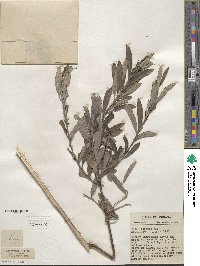 Salix tristis image