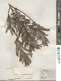 Salix tristis image