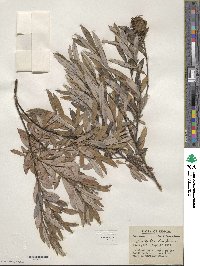 Salix tristis image