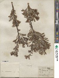 Salix tristis image