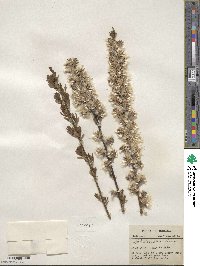 Salix tristis image