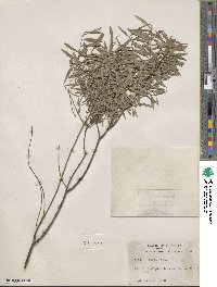 Salix tristis image