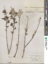 Salix tristis image