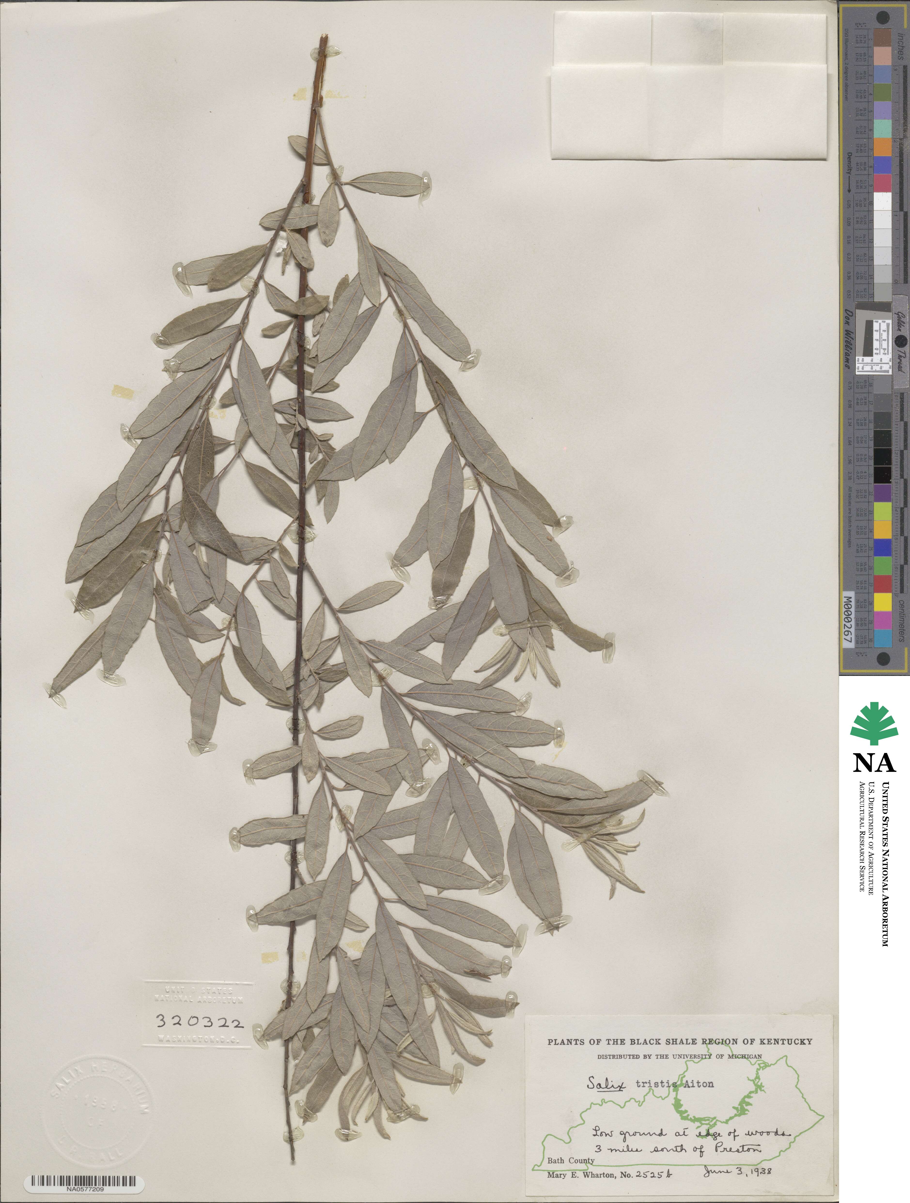 Salix tristis image