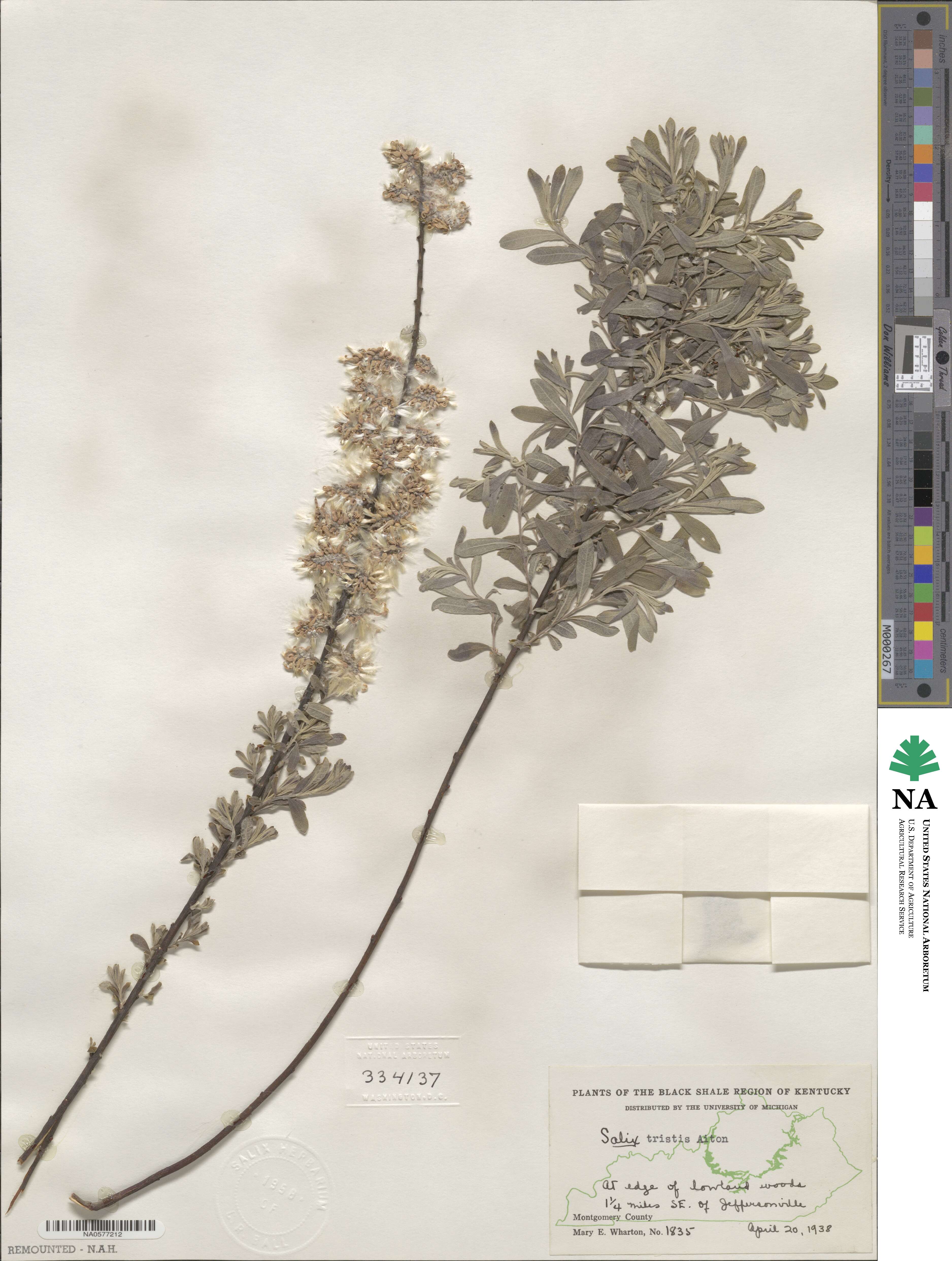 Salix tristis image