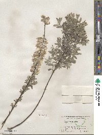 Salix tristis image