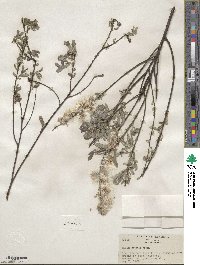 Salix tristis image