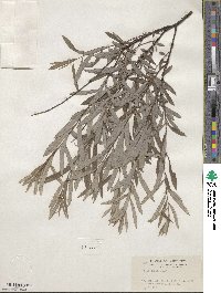 Salix tristis image