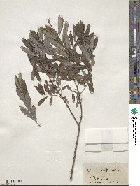 Salix tristis image