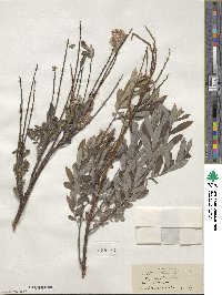 Salix tristis image