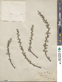 Salix tristis image