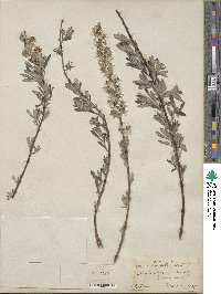 Salix tristis image