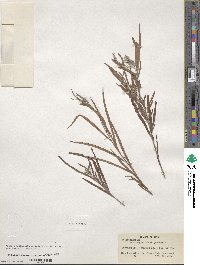 Salix exigua image