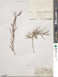 Salix exigua image