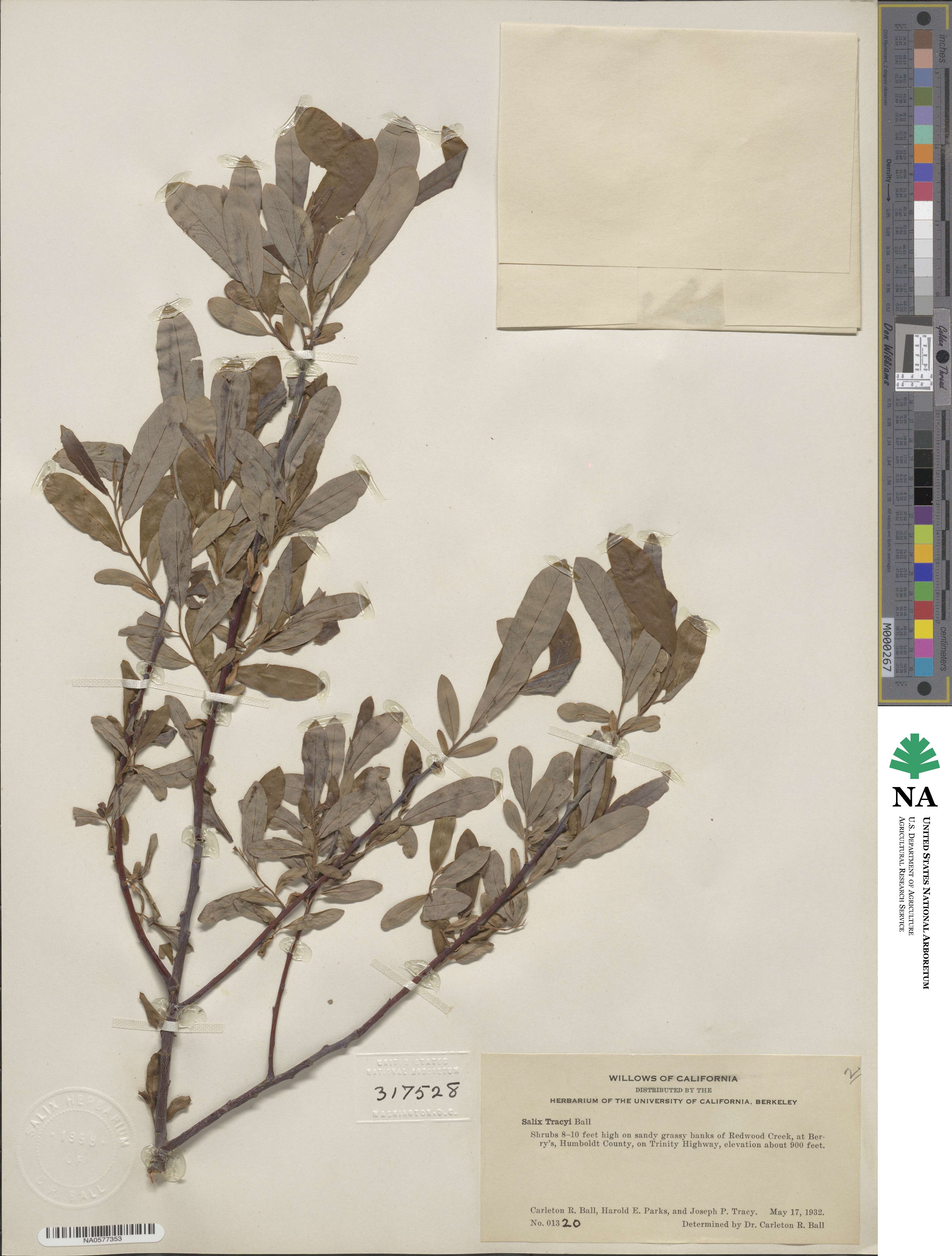 Salix tracyi image