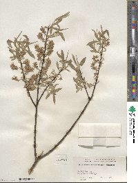 Salix ×subsericea image