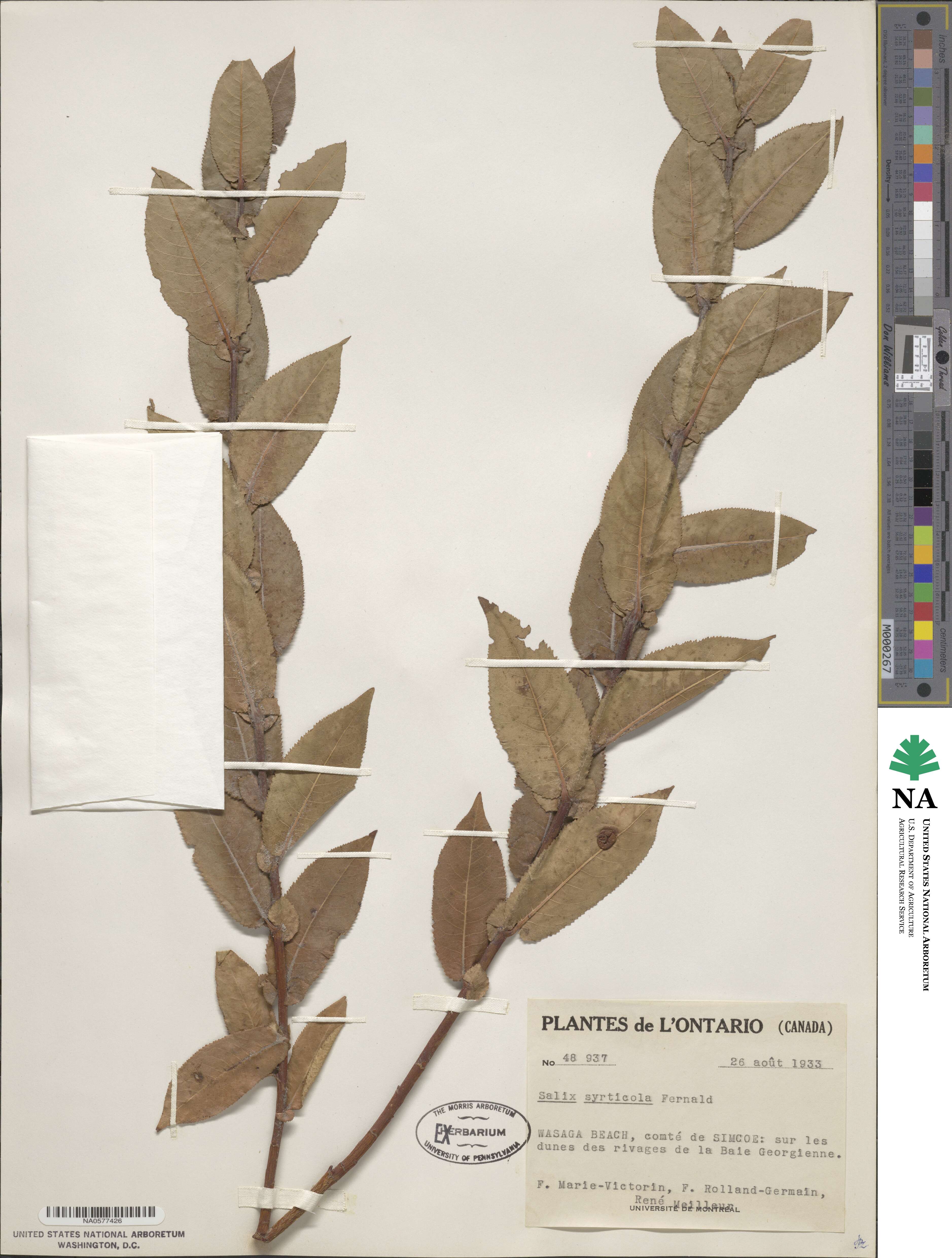 Salix cordata image