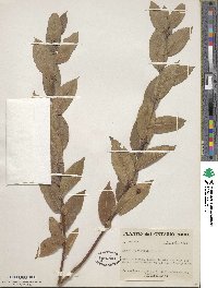 Salix cordata image