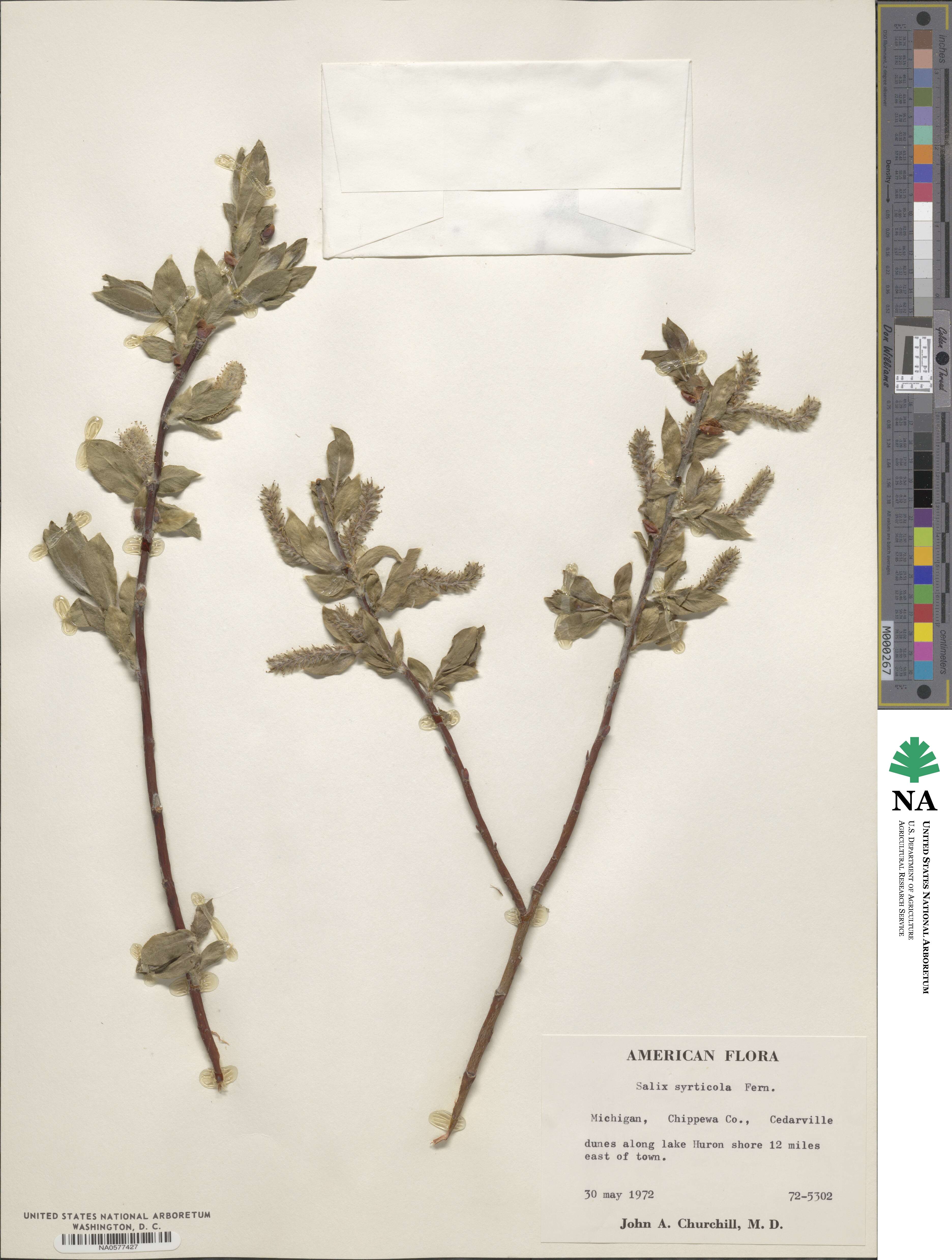 Salix cordata image