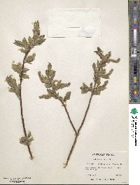 Salix cordata image