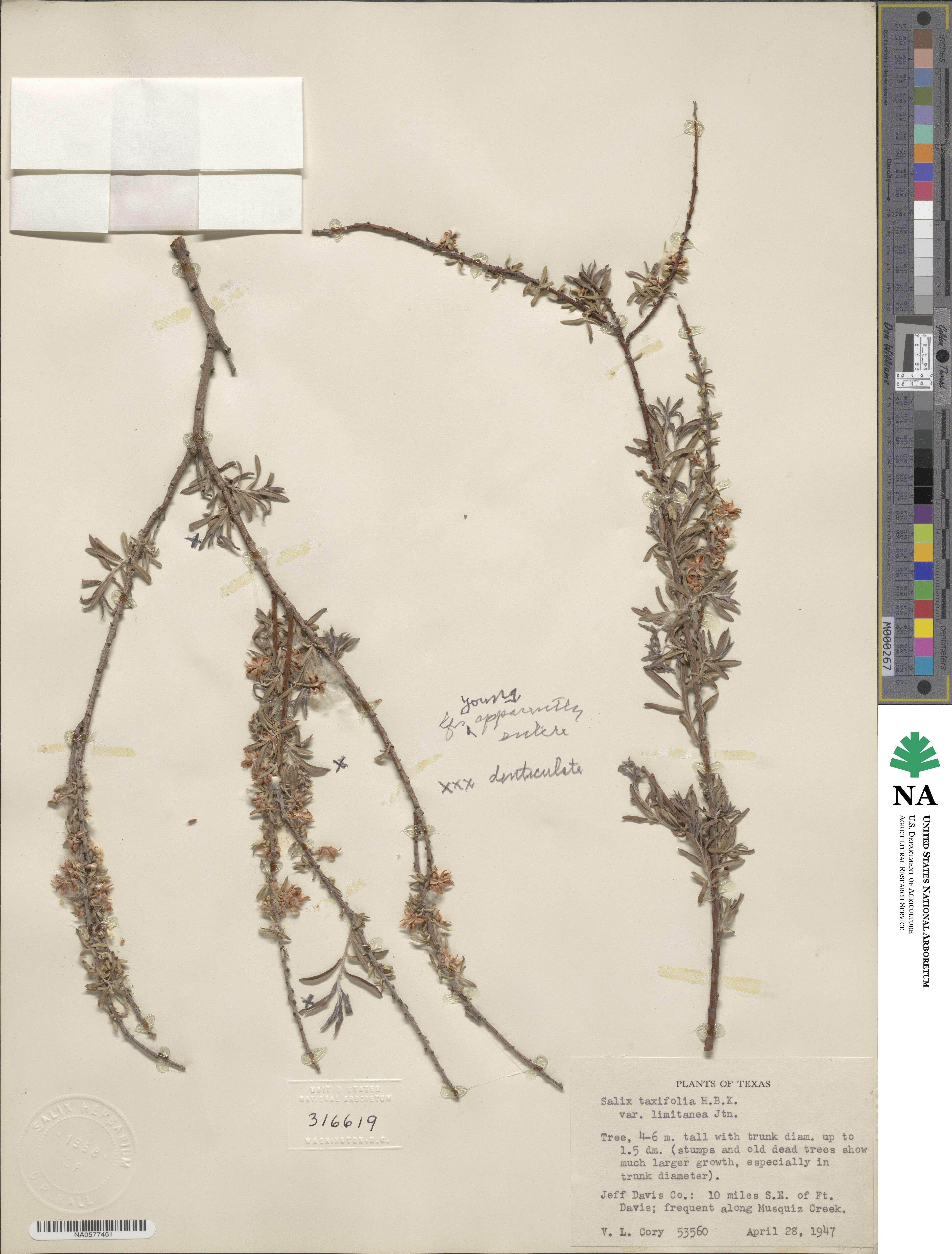 Salix taxifolia var. limitanea image