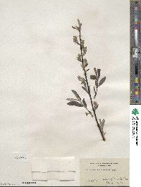 Salix ×subsericea image