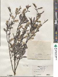 Salix ×subsericea image