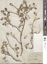 Salix stolonifera image