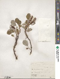 Salix stolonifera image