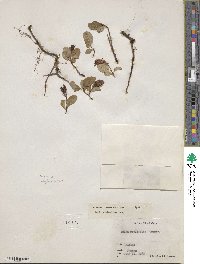 Salix stolonifera image