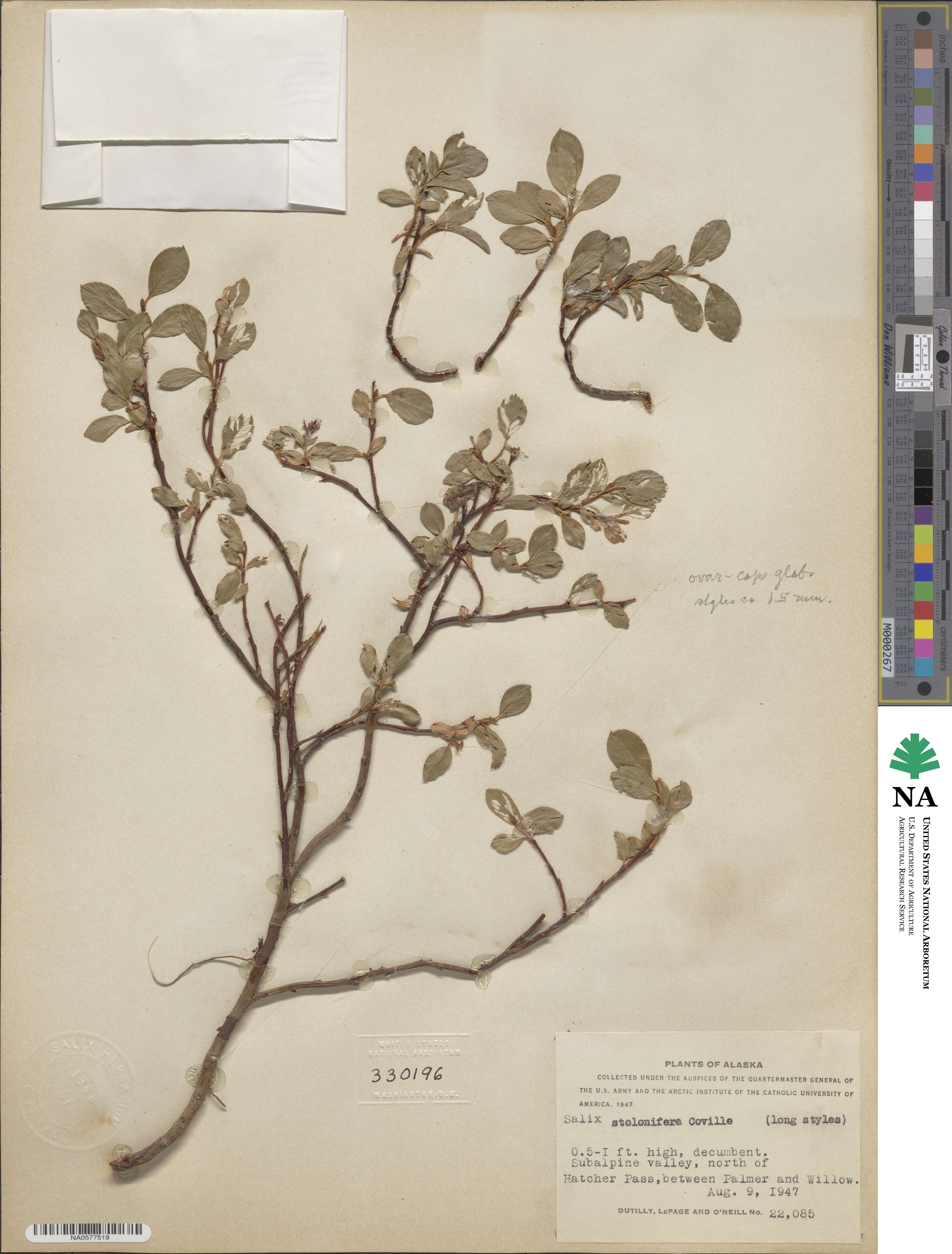 Salix stolonifera image