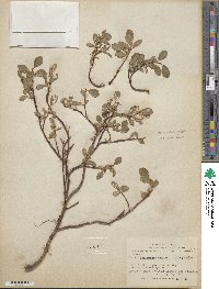 Salix stolonifera image