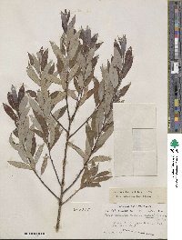 Salix ×subsericea image