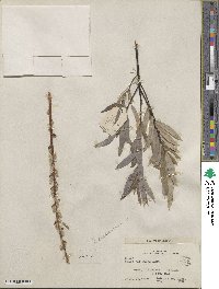 Salix ×subsericea image