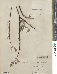 Salix ×subsericea image