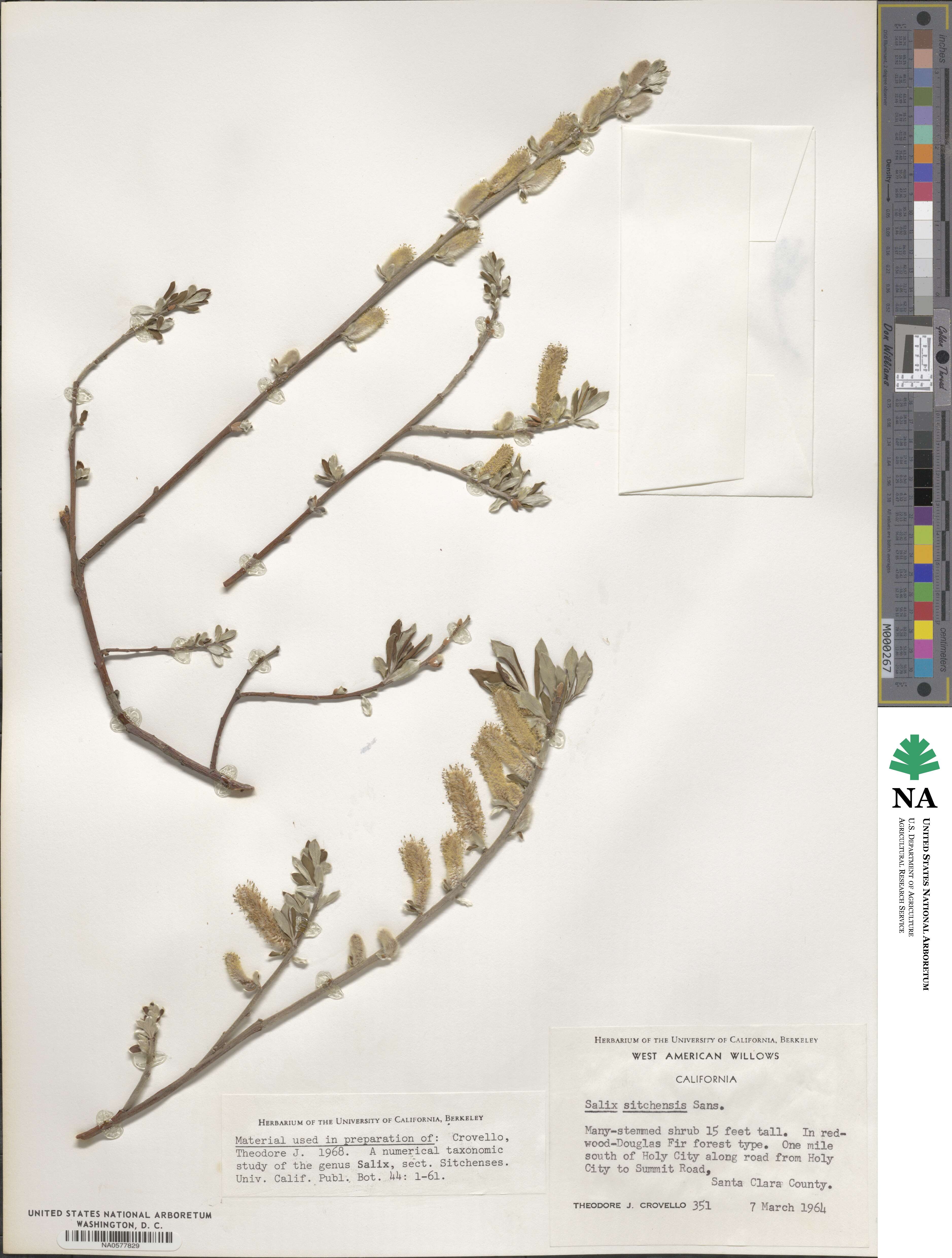 Salix sitchensis image