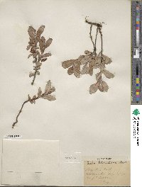 Salix setchelliana image