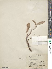 Salix setchelliana image