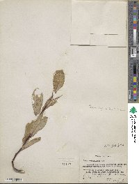 Salix setchelliana image