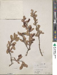 Salix setchelliana image