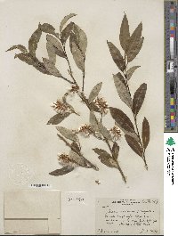 Salix serissima image