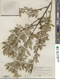 Salix serissima image