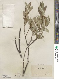 Salix serissima image