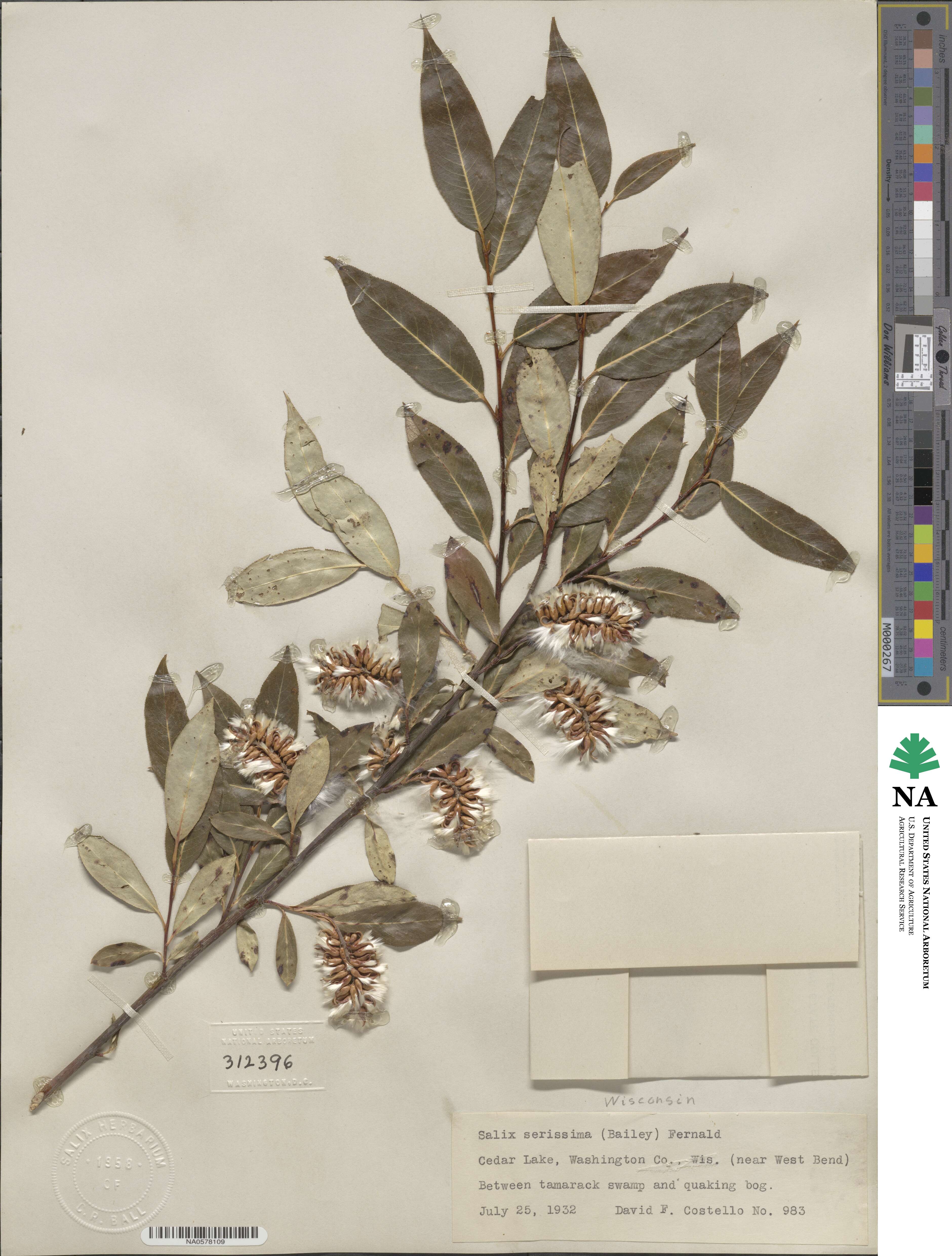 Salix serissima image