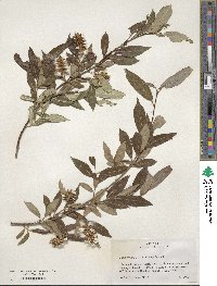 Salix serissima image