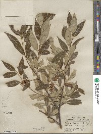 Salix serissima image