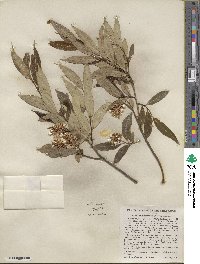 Salix serissima image