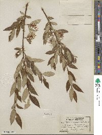 Salix serissima image